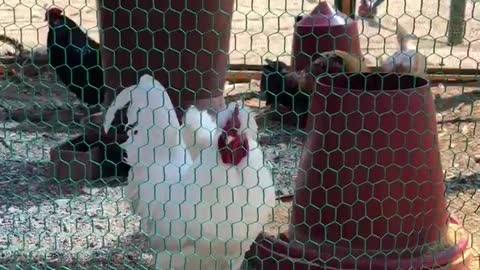 The chickens in the henhouse. It's a little loud.