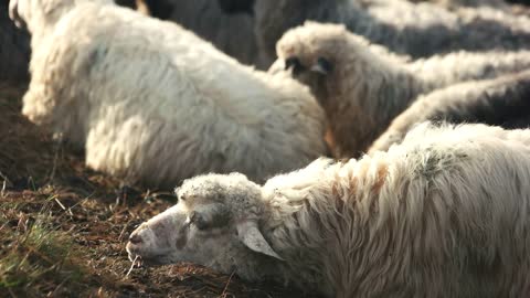 Close up of sheep resting on pasture