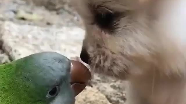 Love transcends dog and parrot