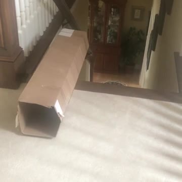 Cat flying down the stairs: fell for the box trick!
