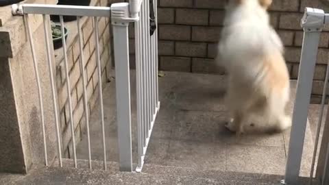 Oscar-worthy pup shows off his amazing acting skills