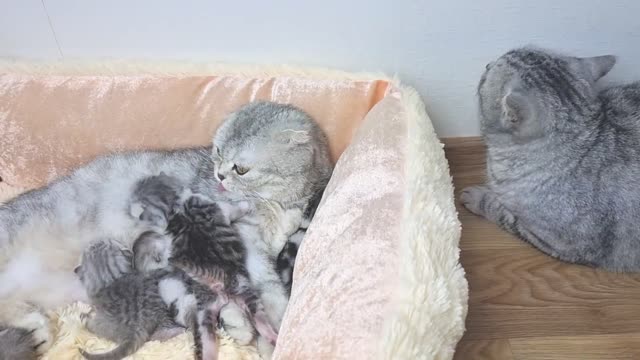 Кот знакомится со своими котятами