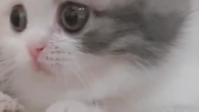🐱🐱🐱🐱how to train your kitten 🐱🐱🐱🐱cute kitten videos short leg cat #short cilp🐱🐱