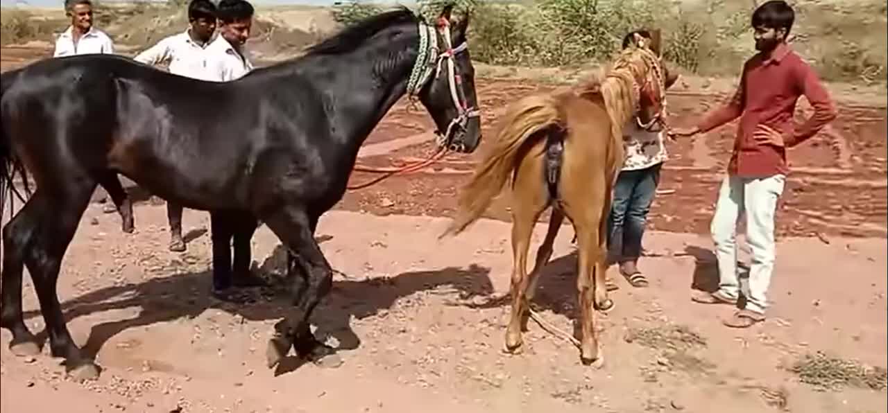 horse meeting video new HD video 2022/for animals lovers amazing crossing video Male and female hors