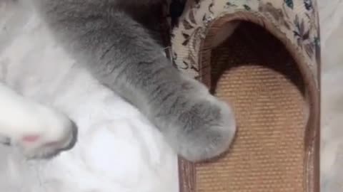 cat chewing slippers