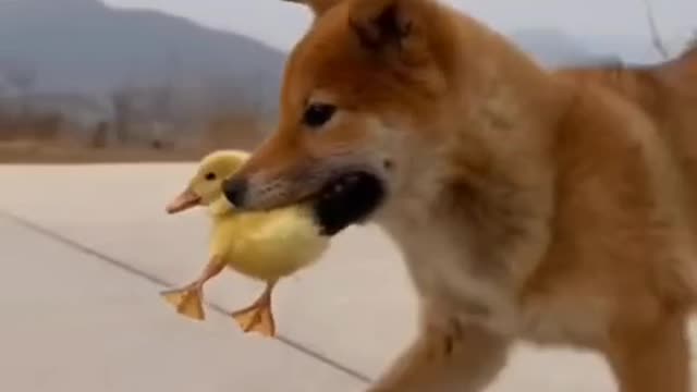 A dog & duck baby.