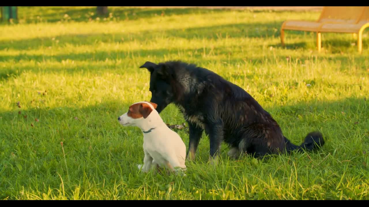 Friendship of two dogs black and white