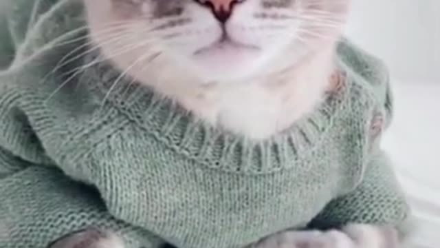 Funny Animal Videos 2022 😂 - Funniest Cats And Dogs Videos 😺😍