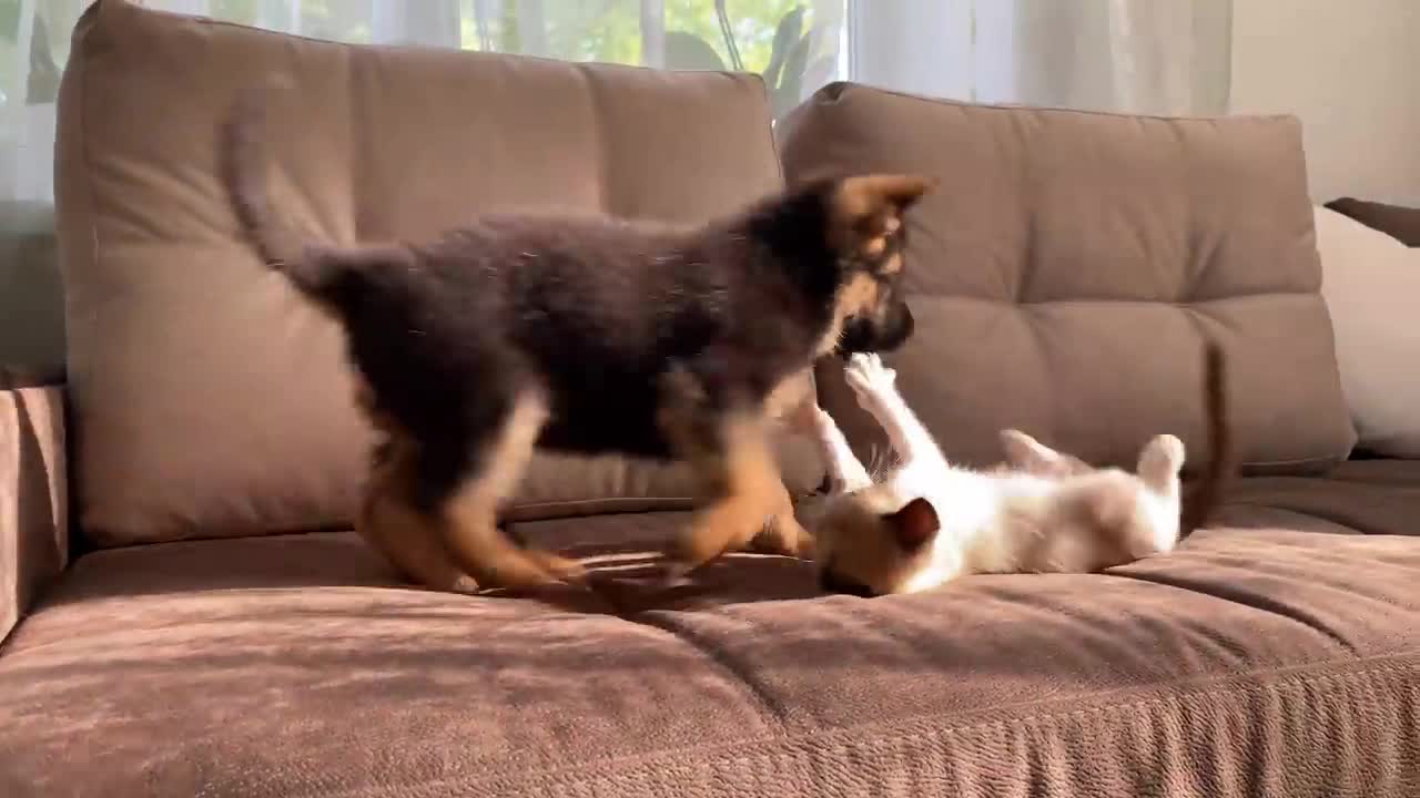 German Shepherd puppy playing with kitten