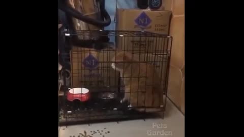 Vídeos engraçados de animais parte 1