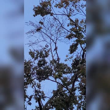 Red Bellied Woodpecker