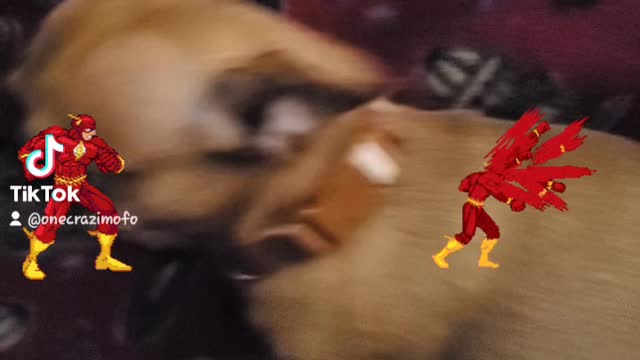 Flash. The fastest CHI alive