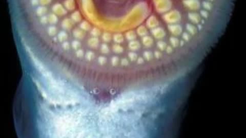 Lamprey | The Vampire Fish