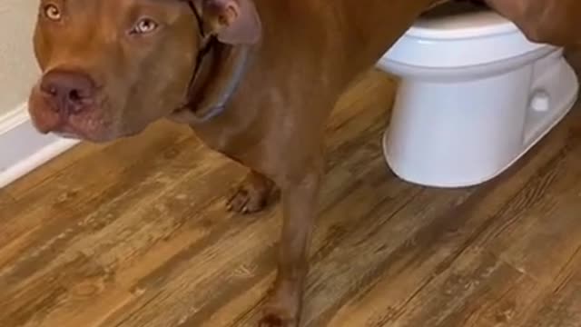 Super cute and funny dog will make you laugh all day