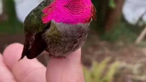 Color changing little beautiful bird