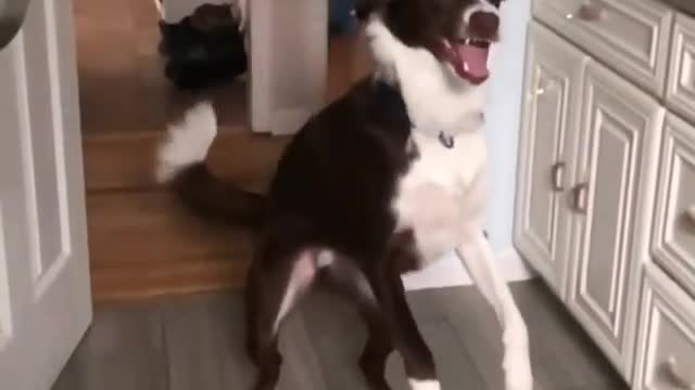 Dog video Funny