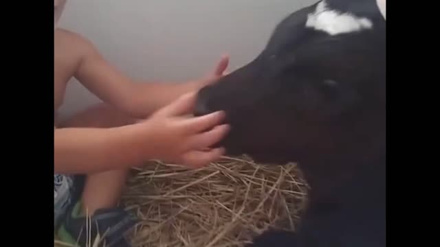 Baby Play With Cow