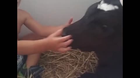 Baby Play With Cow