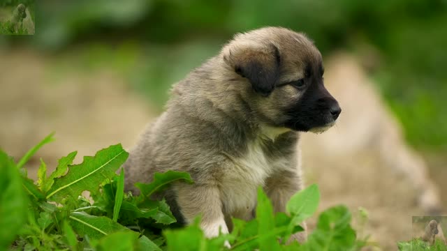 The dog dog