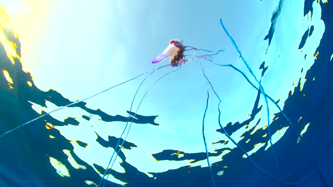 The Deadly Portuguese Man O' War | 4KUHD | Blue Planet II | BBC Earth