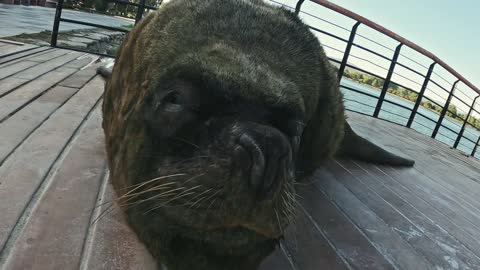 Sea Lion Sleeping Peacefully