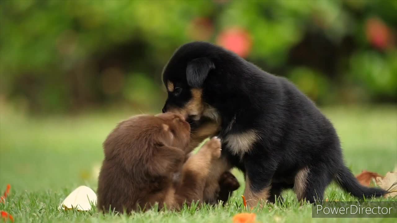 TAKE A LOOK AT THIS BEAUTIFUL PUPPIES