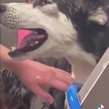 Angry Dog baths tiktok video