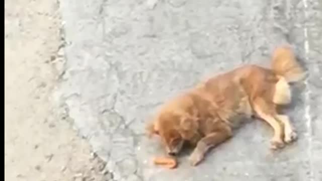 Cute dog eating food disturbed by neighbors next what happen?