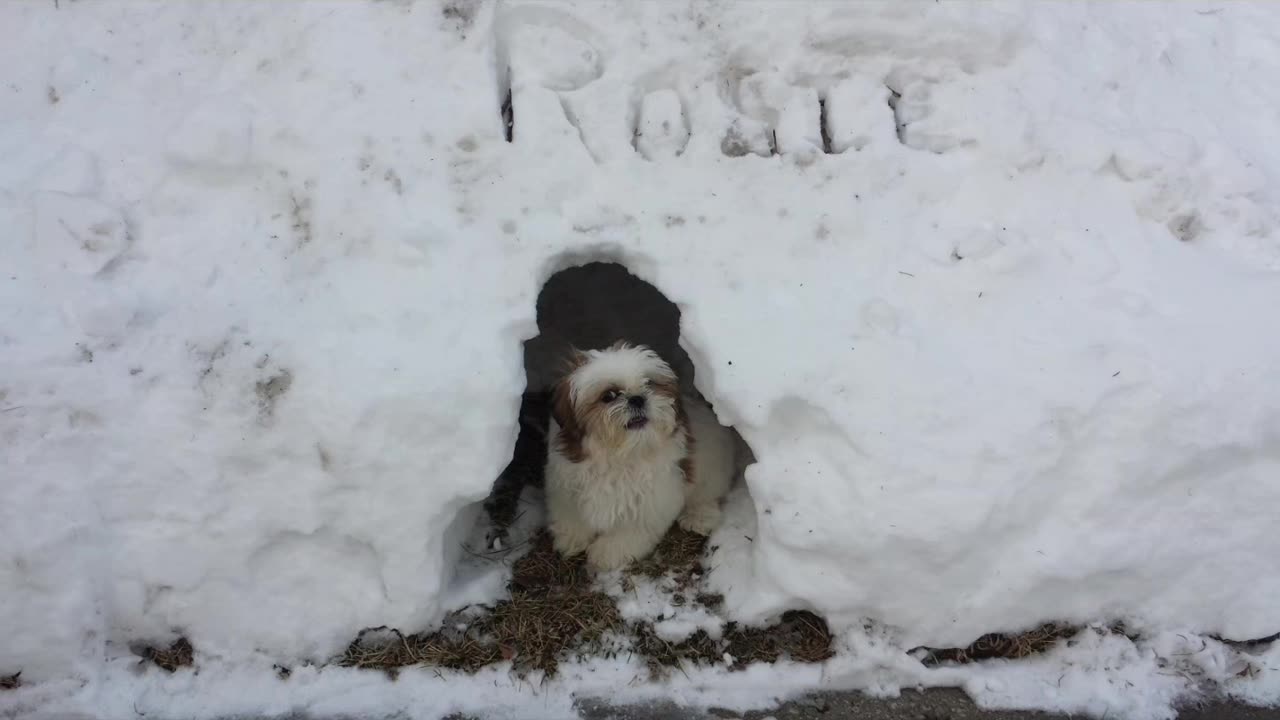 Rosie's Snow Day (Featuring Rosie The Shihtzu)