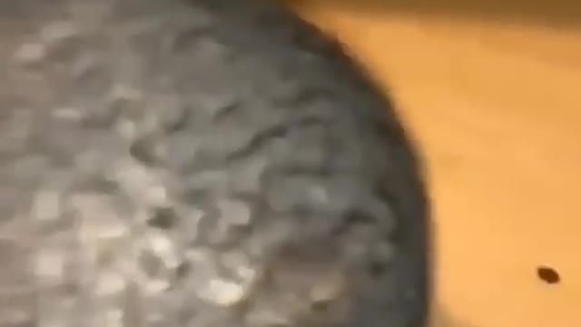 Damn I messed up we gotta go bald