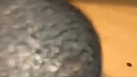 Damn I messed up we gotta go bald