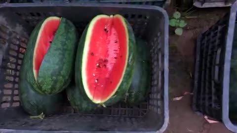 growing watermelon hanging hammock for beginners fruit is big and sweet