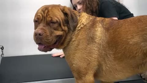 Mastiff dog pouts during his groom | The LARGEST head in the canine kingdom