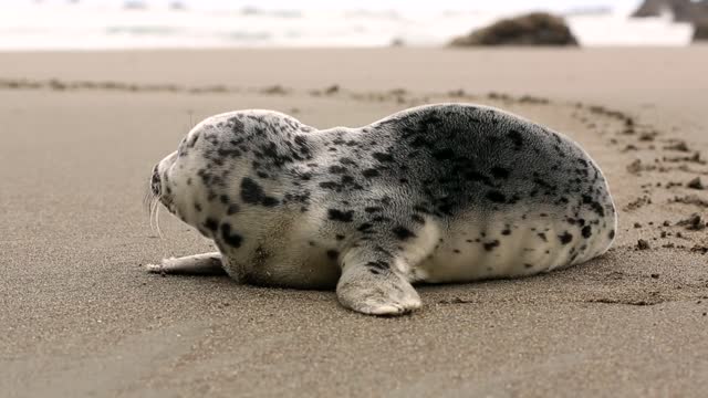 Gloomy sea dog in the beach