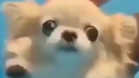 Funny Animals And Cute Pets Compilation #shorts