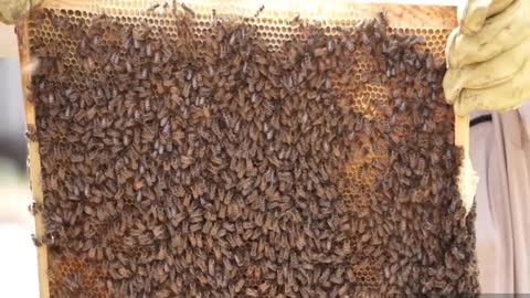 scraping beehives