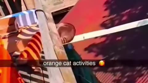 Funny animals