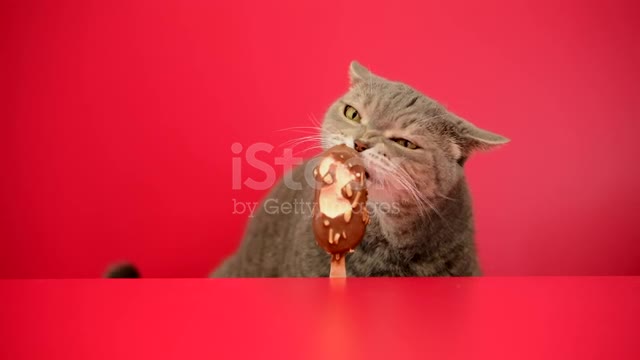 Funny cat eats dulcica ice cream