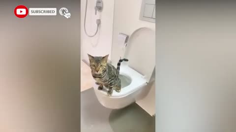 Funny Cats! Video compilation of funny and cute cats.