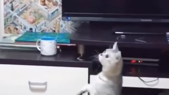 Kung Fu Master Cat