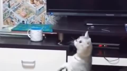 Kung Fu Master Cat