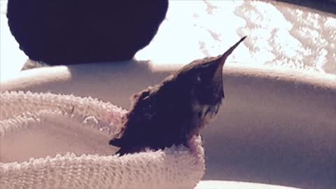 Baby Horus the fledgling hummingbird