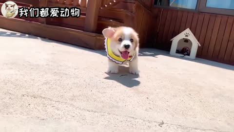 Super cute Corgi running