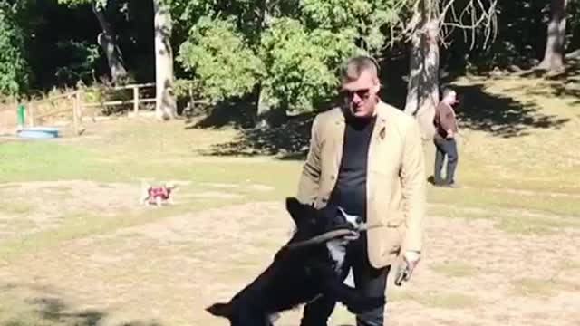 Slow motion black dog jumps up at park to catch stick out of owners hand