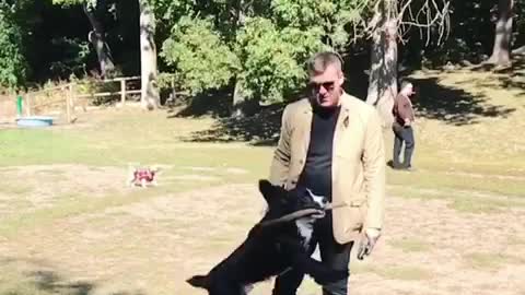 Slow motion black dog jumps up at park to catch stick out of owners hand