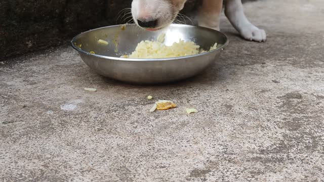 Cute dog eating rice