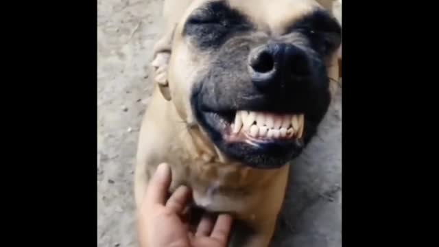 The little dog made a magic smile