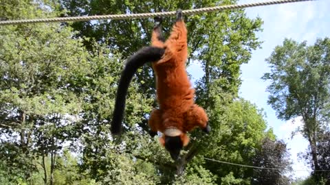 Échange DE NOURRITURE entre une enfant et un lémurien acrobate au zoo de spay