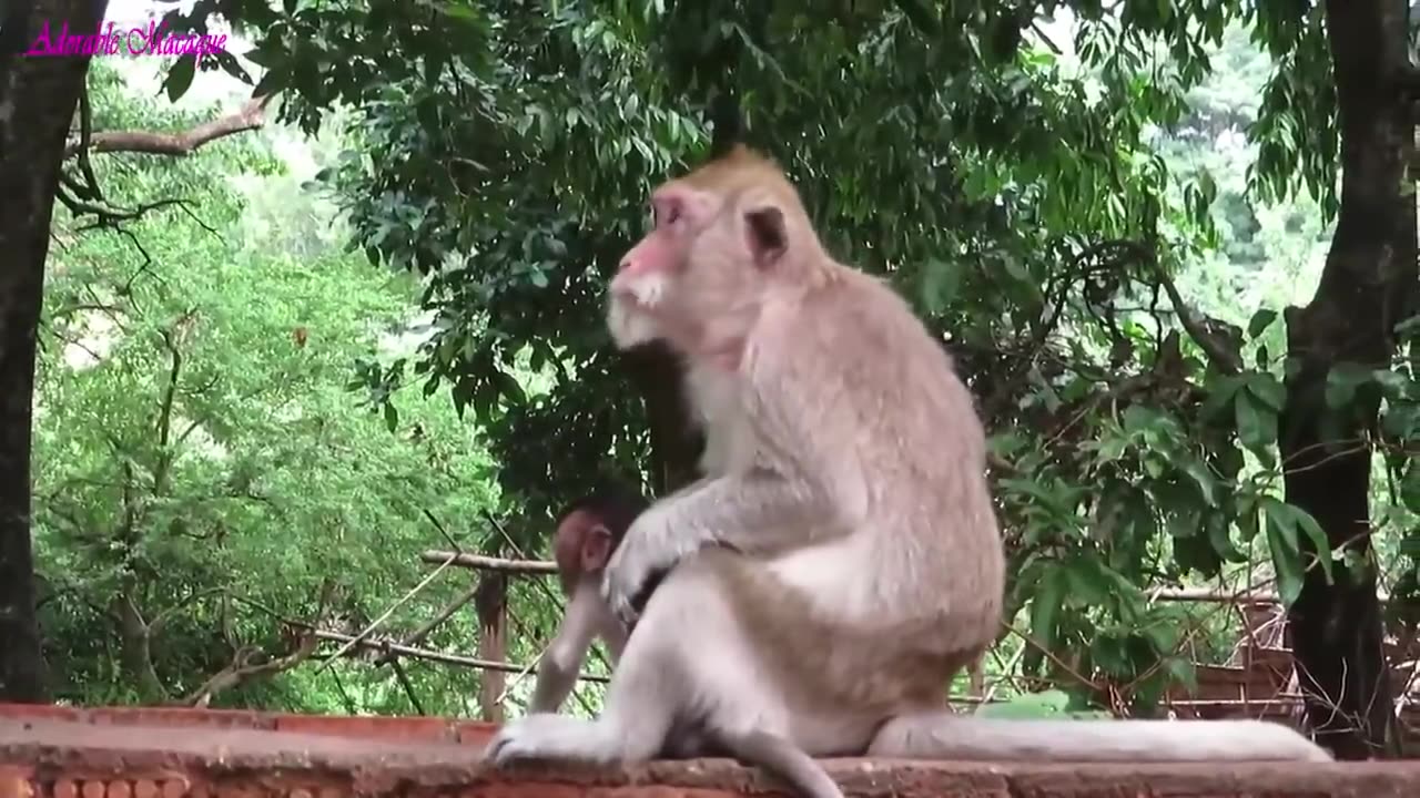 Baby monkey weaned by its mother