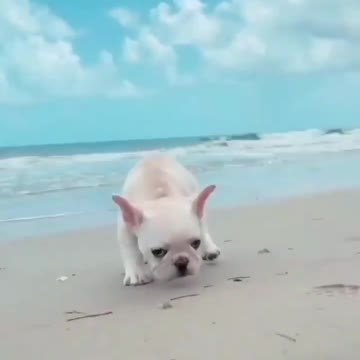 Beach day 🏝⛅️💙 😍#short #frenchbulldog